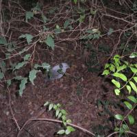 Oiseau Province Sud de la Nouvelle Calédonie mai 2018 Photo Fabienne