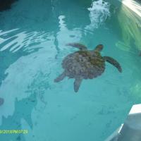 Tortue de mer du Centre aquatique Nouméa, Photo Fabienne